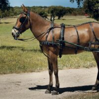 ENGANCHE LEXHIS DRESDE SINTETICO PECHERIN